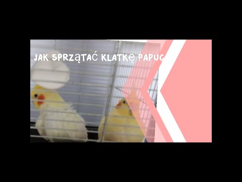 Wideo: Jak Umyć Klatkę Papugi