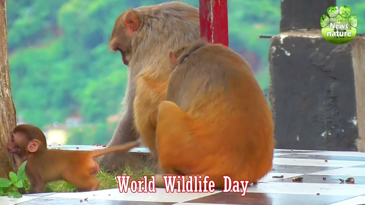 World Wildlife day