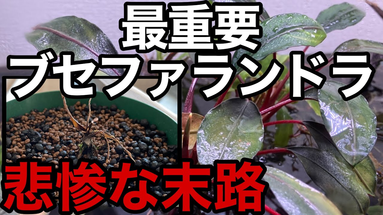 ブセファランドラ水上育成の最悪な結末 - YouTube