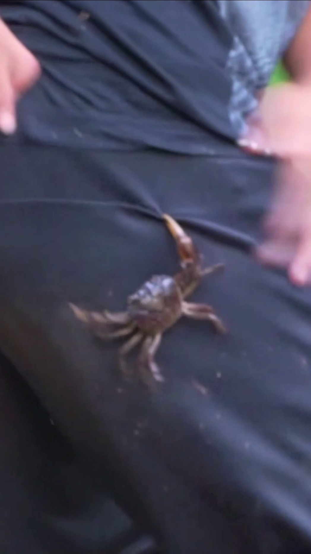 Team Tony bị CUA kẹp đít #tonytv #teamtony #crab