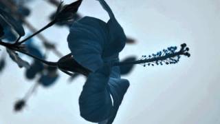 Black Orchid - Anathema