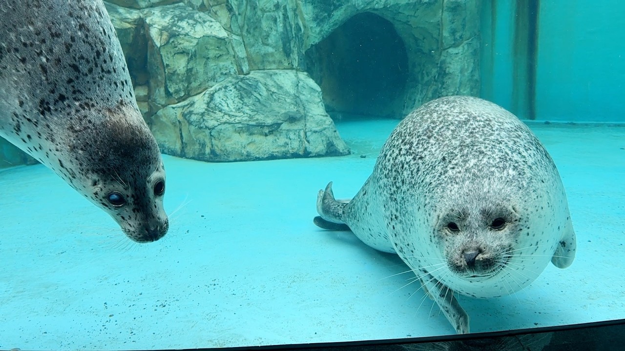 男鹿水族館GAOのゆかいな仲間たち