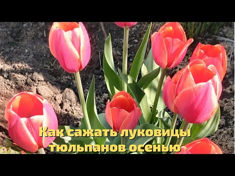Как сажать луковицы тюльпанов осенью, чтобы весной они шикарно цвели
