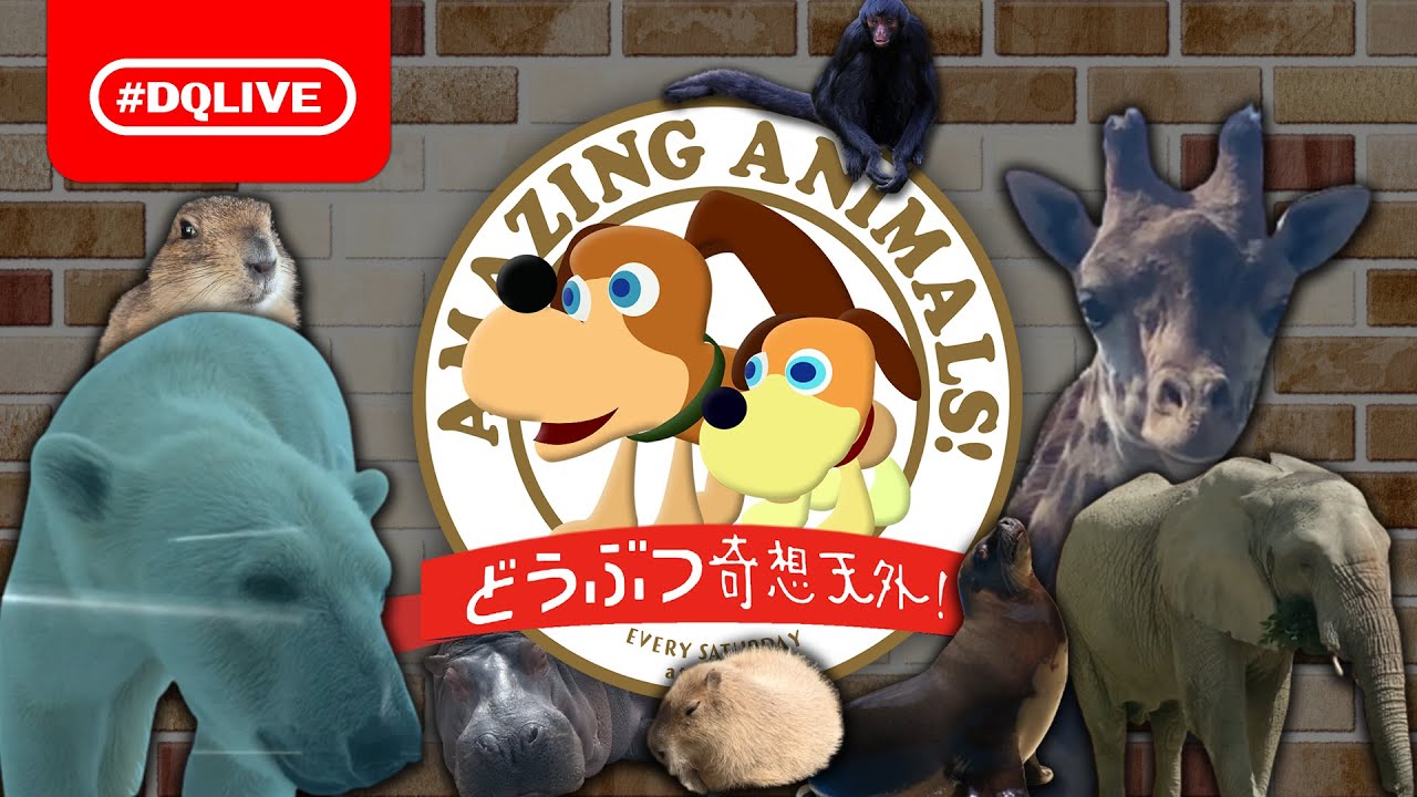どうぶつ奇想天外 ビントロングって知ってる 動物園は驚きと発見だらけだった Dqlive 44 Youtube