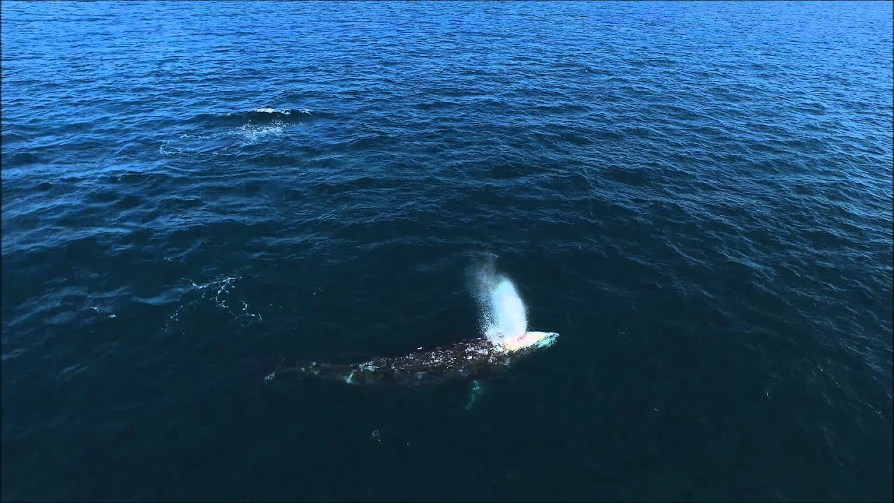 camera iphone 8 plus apk point dume 2 gray whales with bubble blast at end