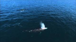 Point Dume 2 Gray Whales With Bubble Blast At End