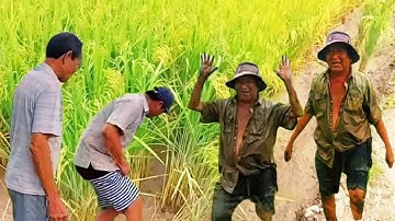 Chú mười lùi dưới ruộng bắt cả xô cá rô đồng, chiên giòn chấm mắm me ngon quá