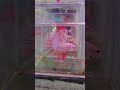 Crowntail Betta 👑 King of Aquarium 😍🔥 #fishlover #aquarium #shortsfeed #shorts