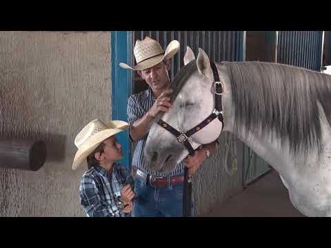 Vídeo: Raça De Cavalo Crioulo Argentino Hipoalergênico, Saúde E Longevidade