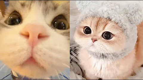 Watch the video about 🐱 Cutest Cat Video Ep.1 | Make You Laugh | Funniest Kittens&Adorable Cats #cat #cute #cutecat