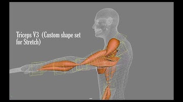Maya Muscle 3.  Triceps Development with setting Squash and Stretch, alongside Custom Shapes