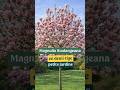 Magnolia Soulangeana Demi Tige L Arbre Fleuri Parfait Pour Les Petits Jardins mp3