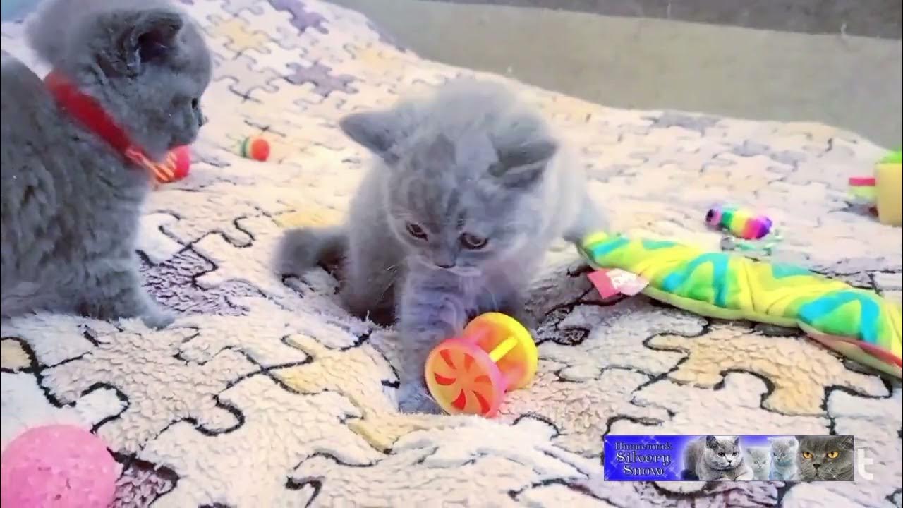 British plays. другой оркестр. концерт хит картинк. Royal house отзывы. Kris garfitt trombone.