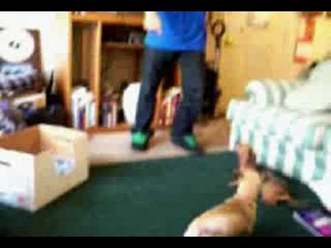 Attack of the Chihuahua