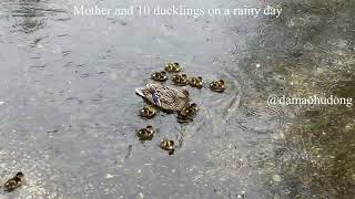 Mother and 10 ducklings on a rainy day
