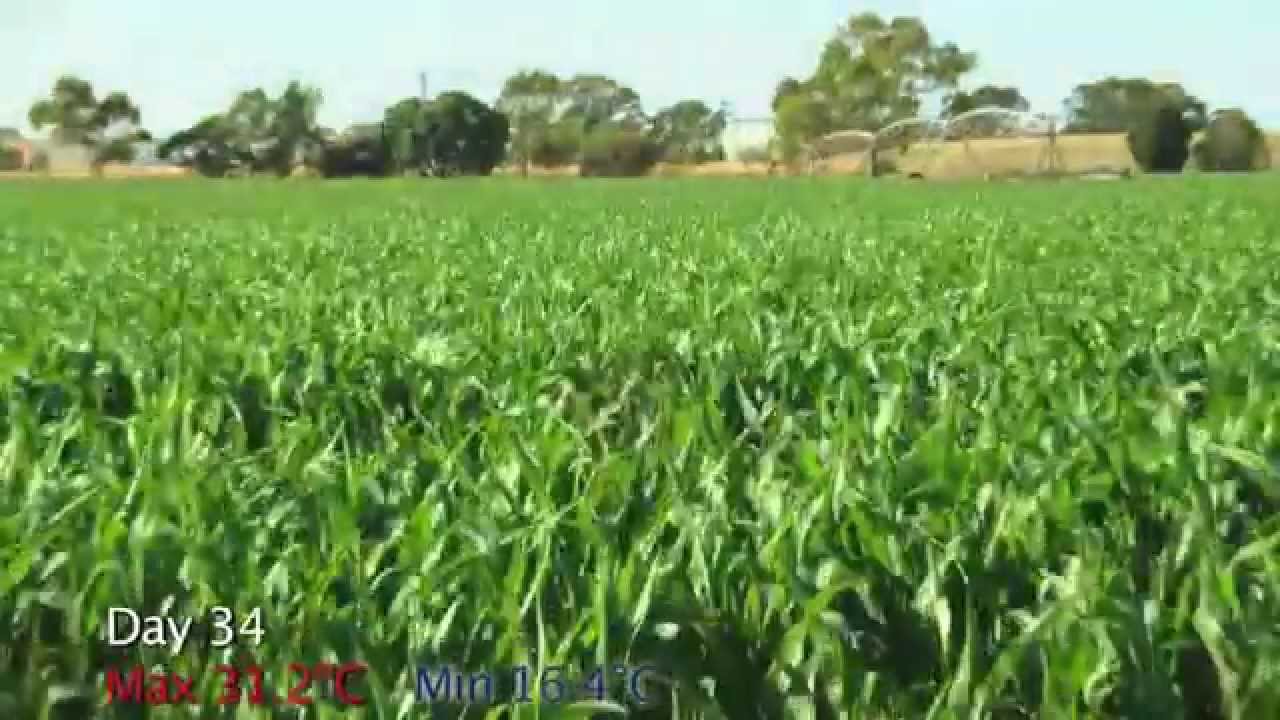Corn time lapse Goulburn Valley, Victoria YouTube
