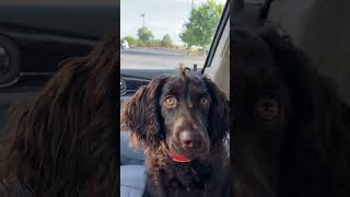 Puppy life. Boykin spaniel’s had the best curls.  #outdoors @RDReynoldsOutdoors #puppy #shorts