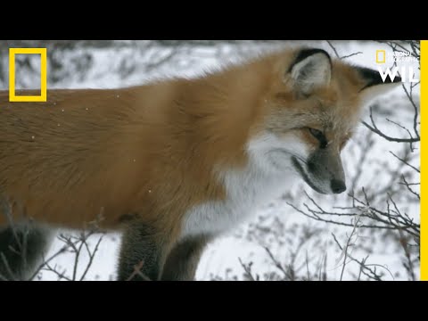 Vidéo: Est-ce qu'un renard prendrait une chèvre naine ?