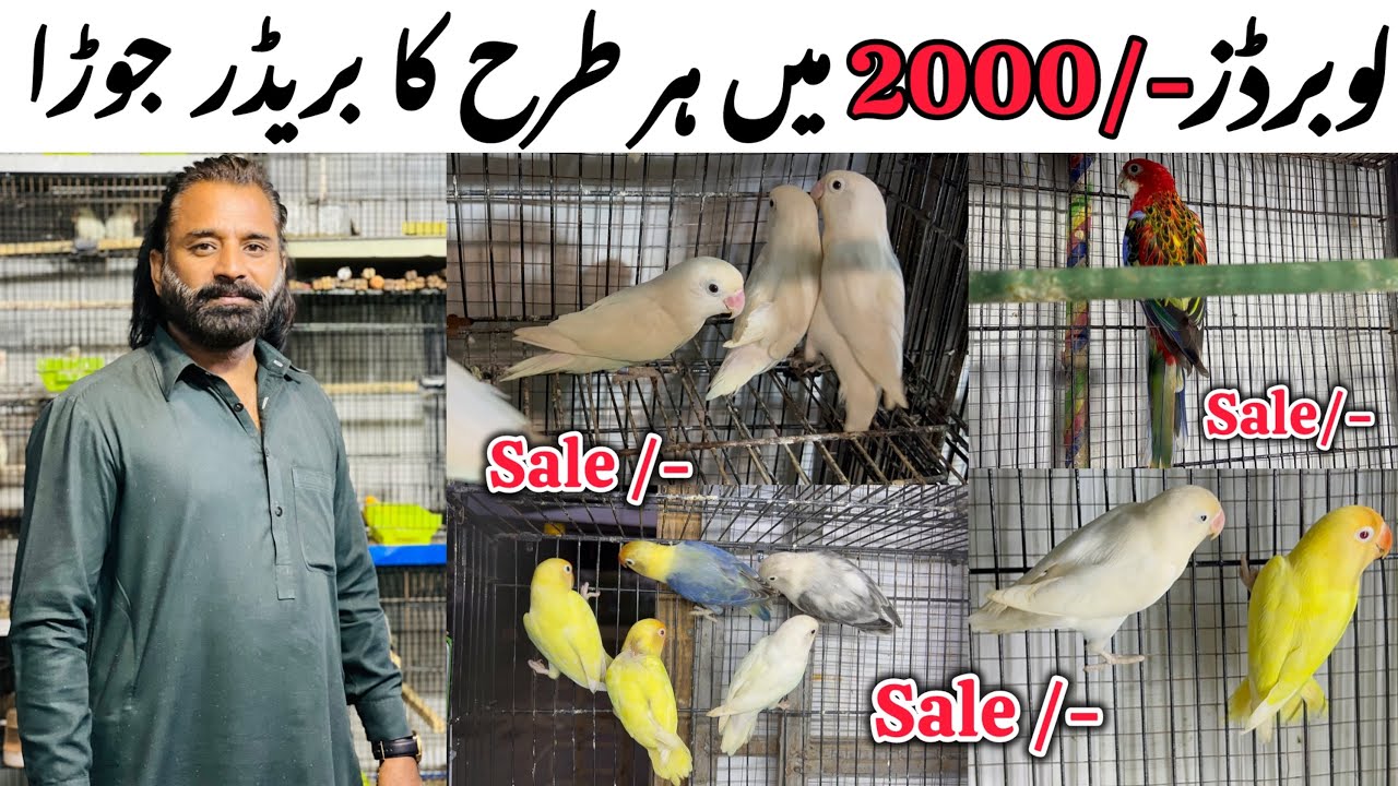 Lovebirds py season ki pheli bari offers || Loot lo shokino season shru hony wla hy. 