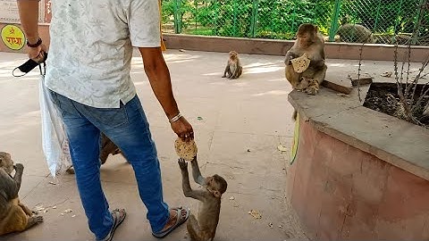 Feeding roti prasad to the monkeys l funny monkeys l vrindavan monkey l Barsana l banke bihari