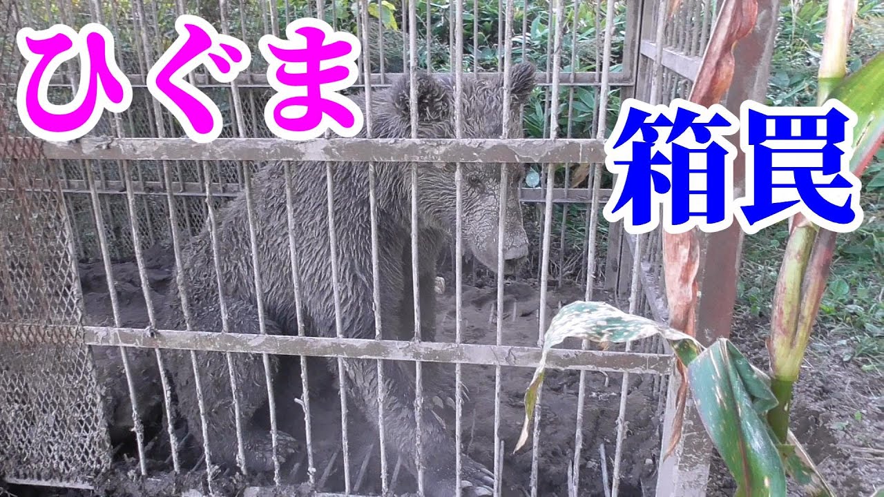 Brown bear captured in a box trap! - YouTube