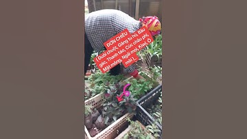 ĐƠN CHIỀU( Đuôi chuột, Găng tu hú, Bầu gác, Thanh táo, Cúc châu phi, Mật mông, Ngải mọi, Kiwi, Ô