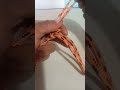 #figure # Eikht #Knot