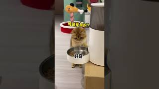 【牛奶是只猫】如何让猫咪怀疑喵生……小老三最后咋还玩不起了呢哈哈哈哈哈