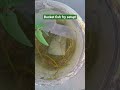# Bucket fish fry 🐠 setup #lotus