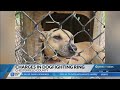 Former SC deputy, three others charged in alleged dogfighting ring