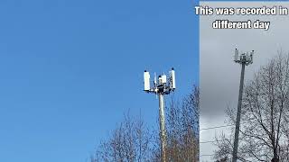 huge vultures on top of 5G tower