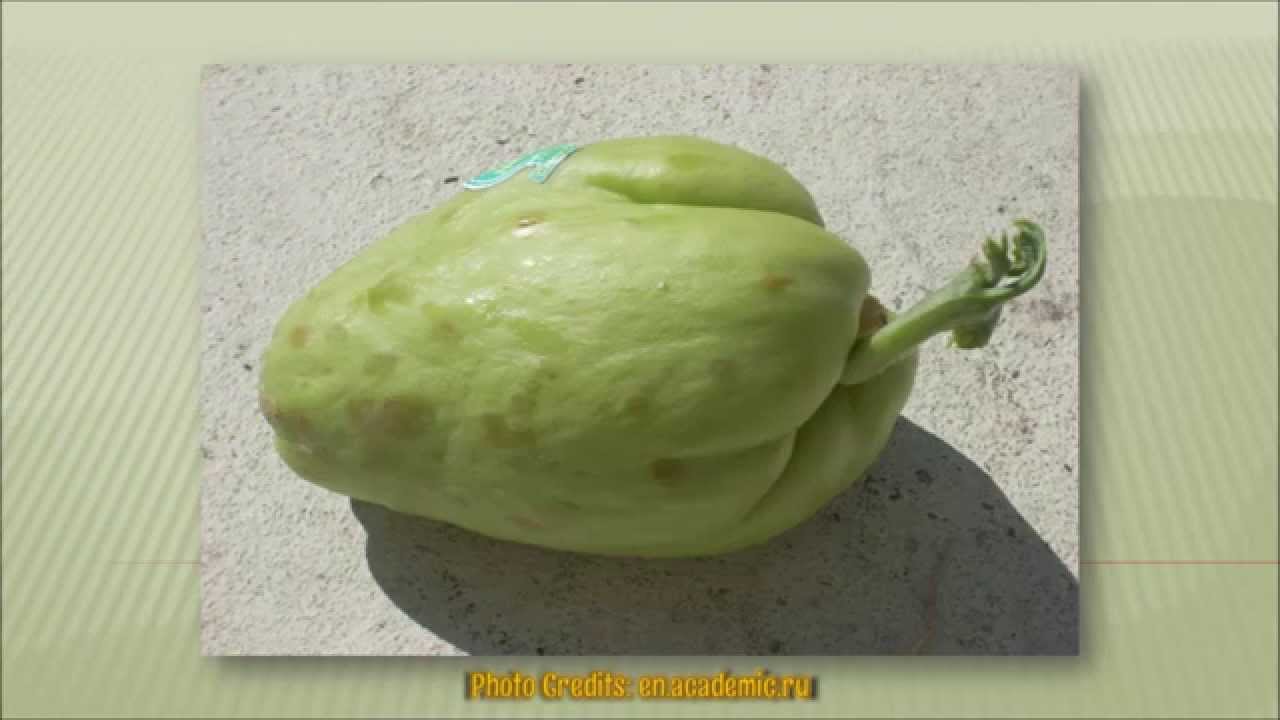 How to Grow Chayote Squash or Mirliton - YouTube