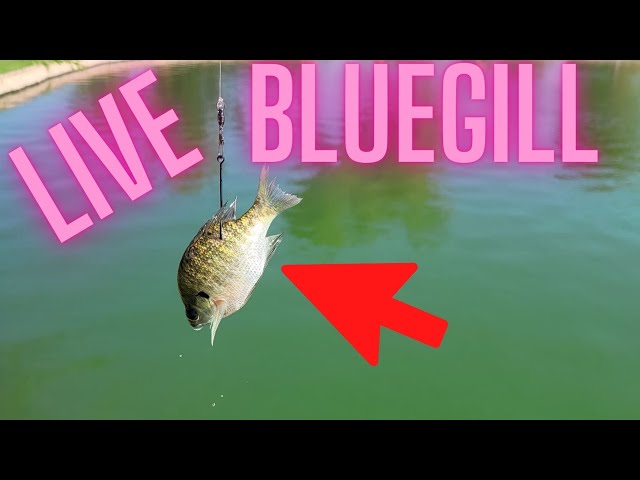 Fishing with Live Bluegill as Bait on a Bobber 