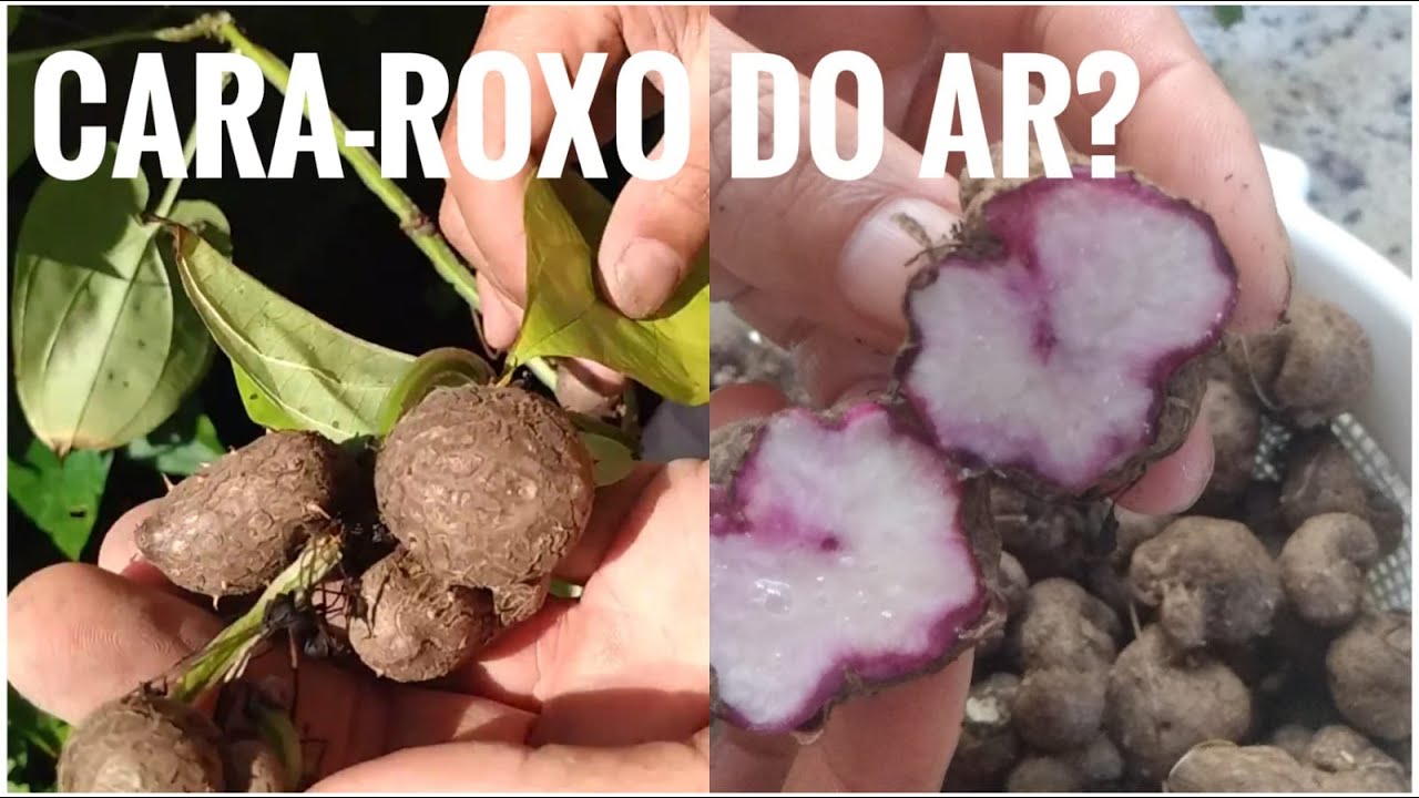Tubérculos aéreos do CARÁ-ROXO - YouTube
