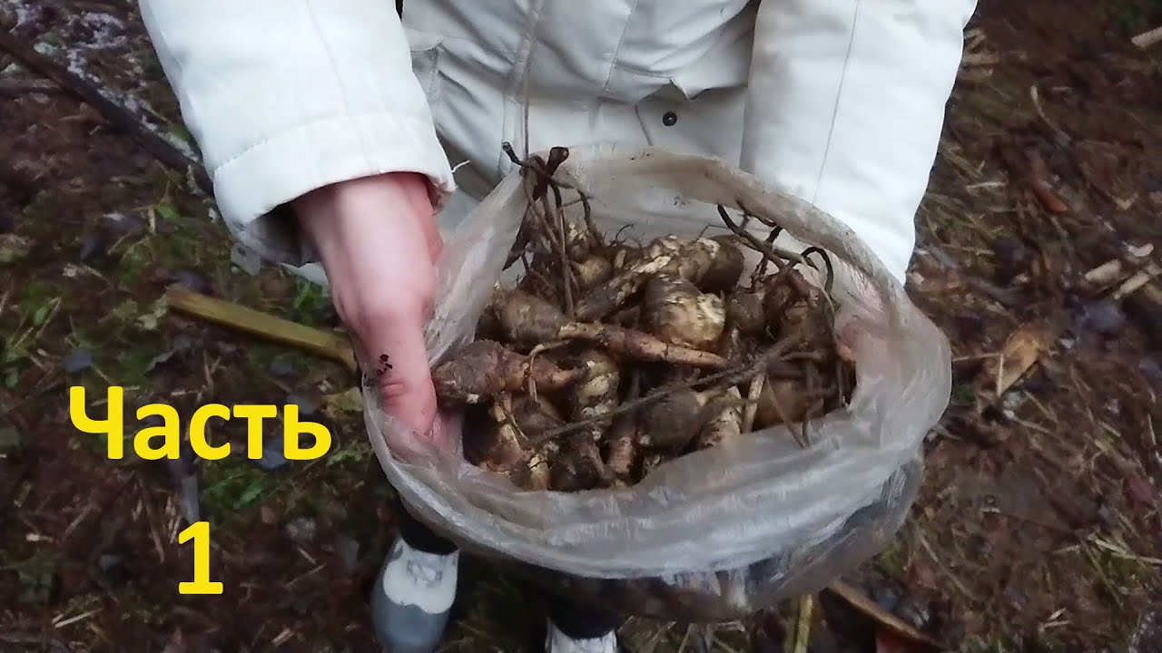 Топинамбур против борщевика: эксперимент в дикой природе - YouTube