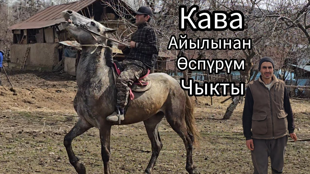 Бүган 8 март 2026 Кава Айылынан жакшы өспүрүм чыкты #жылкыбазар #horse #атбазар #rek 