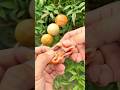 【京都・伏見】ぷるぷる可愛いカリもち食感の3色まるもち🍡 #japanesefood #ジョイ飯 #shorts