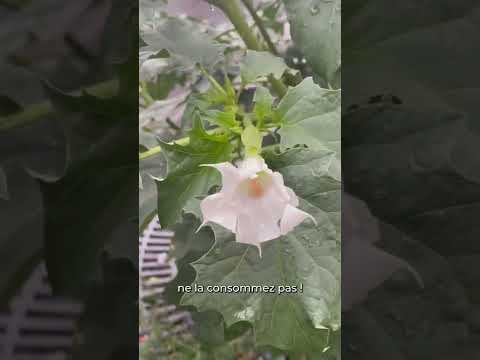 Vidéo: Belles fleurs blanches - Datura