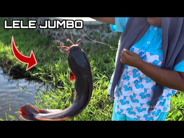 Mancing Di Sawah Dapet Lele Jumbo 2,7 Kg 