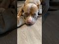 Brixton #pitbull #viral #youtubeshorts