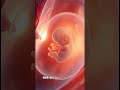 Amazing Baby Moments inside the Womb ( 3DAnimation)PregnancyBaby#BabyGrowthStages#PregnancyAwareness