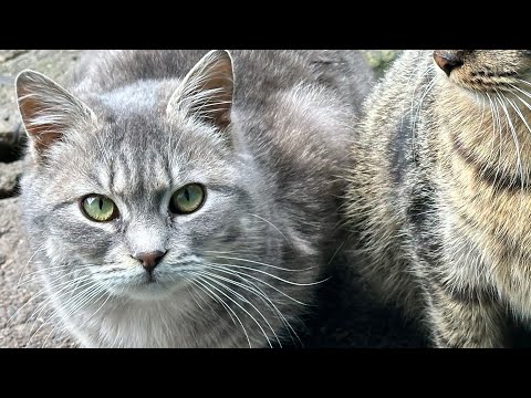 Видео: 🐈🔥#catlovers #catlife #cat #funnyanimals #кіт #cake #funny #pisica #cats❤️❤️