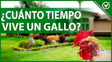 ¿Cuánto viven los gallos machos?