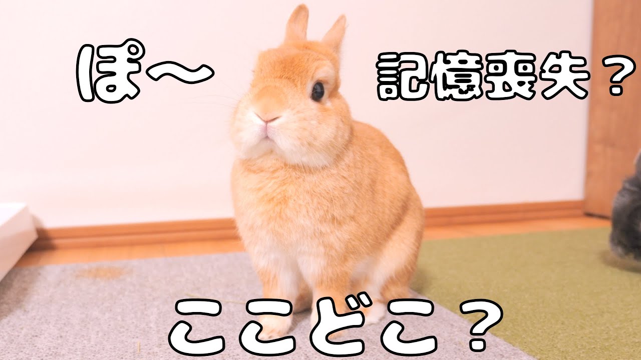 頭をぶつけて記憶が飛んでしまったのか不思議な行動をしてくるウサギがこちら【No.1319】
