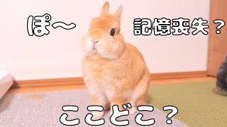 Here is a rabbit that has lost its memory and acts strangely [No