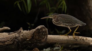 Héron Vert / Green Heron
