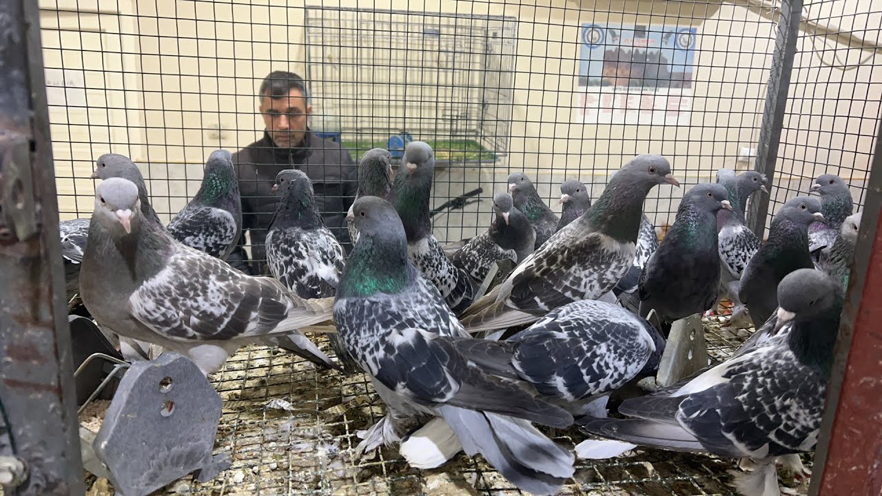 🔴 Çok Şükür Sağ Salim Yetiştik Emin Yahşi Canlı Mezat ‼️ #canlı #