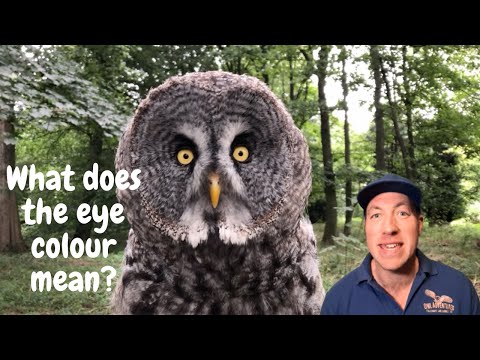 Owl eyes - what does the eye colour mean? | Short Video