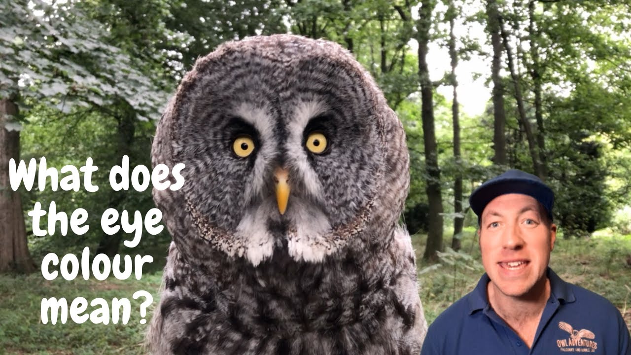 owl-eyes-what-does-the-eye-colour-mean-short-video-youtube