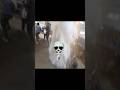 Mr Indian hacker Ice blast😈 experiment|| experiment|| #viral #shorts #ice